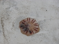 Jellyfish on the beach